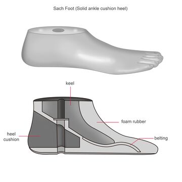 The SACH and the 1M10 Adjust prosthetic feet on the sagittal (a) and... |  Download Scientific Diagram
